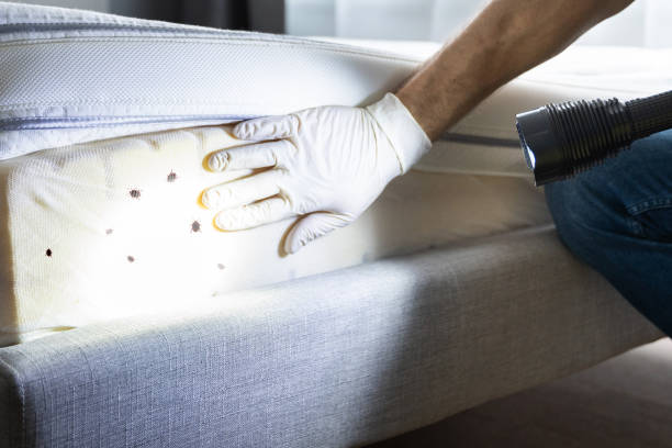 Wasp Removal Services in Elmhurst, IL