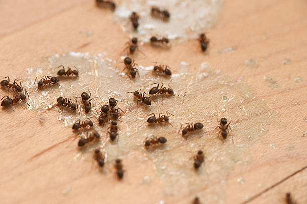 Best Pest Control for Homes  in Elmhurst, IL